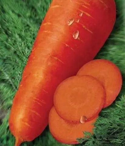 The best carrots for planting in the Leningrad region