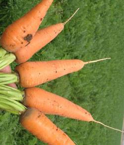 The best carrots for planting in the Leningrad region