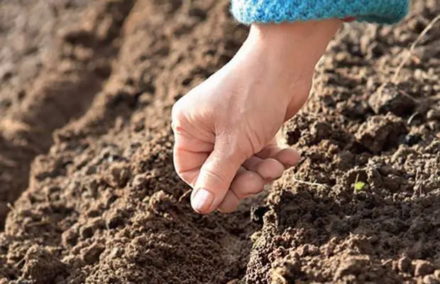 The best carrots for planting in the Leningrad region