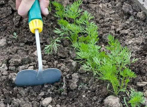 The best carrots for planting in the Leningrad region