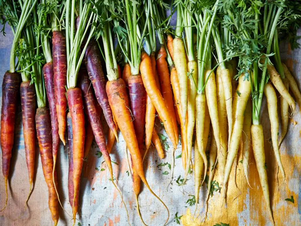 The best carrots for planting in the Leningrad region