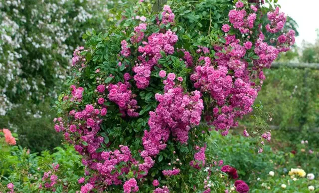 The best climbing roses for the Moscow region: winter-hardy, the most unpretentious