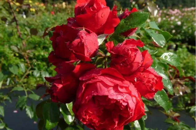 The best climbing roses for the Moscow region: winter-hardy, the most unpretentious