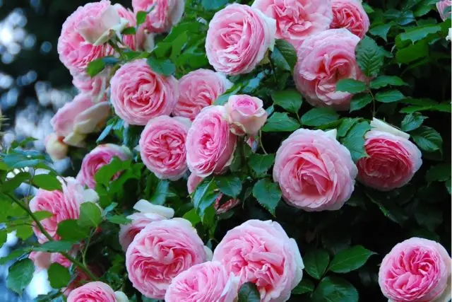 The best climbing roses for the Moscow region: winter-hardy, the most unpretentious