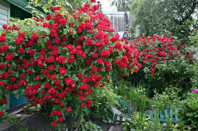 The best climbing roses for the Moscow region: winter-hardy, the most unpretentious