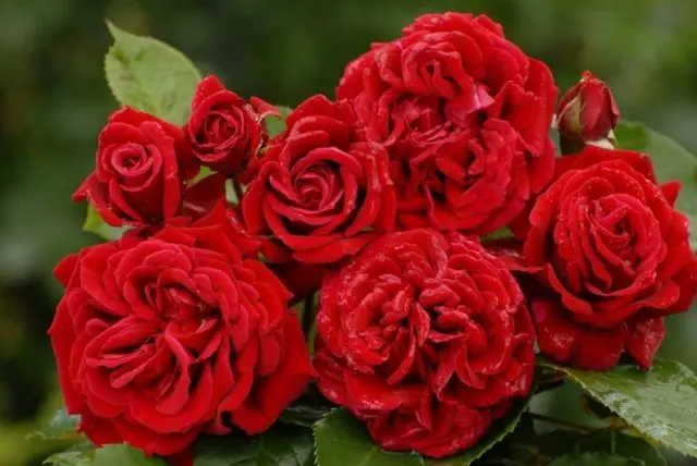 The best climbing roses for the Moscow region: winter-hardy, the most unpretentious