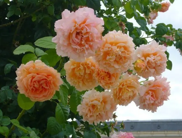 The best climbing roses for the Moscow region: winter-hardy, the most unpretentious