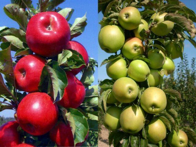 The best columnar apple trees for the Leningrad region and the North-West