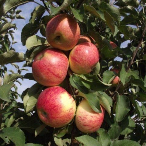 The best columnar apple trees for the Leningrad region and the North-West