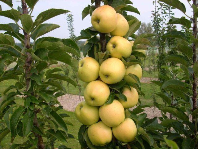 The best columnar apple trees for the Leningrad region and the North-West