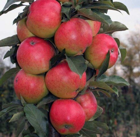 The best columnar apple trees for the Leningrad region and the North-West