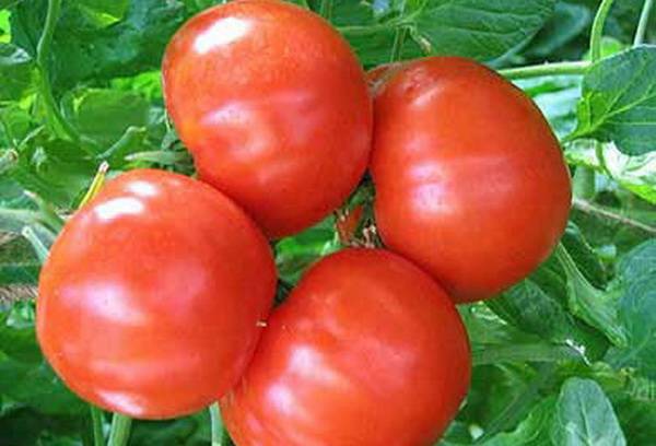 The best determinant varieties of tomatoes for greenhouses