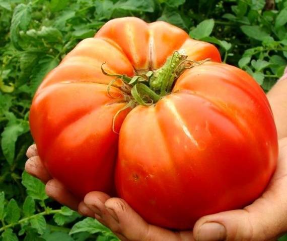 The best determinant varieties of tomatoes for greenhouses