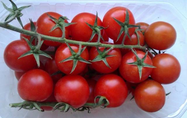 The best determinant varieties of tomatoes for greenhouses