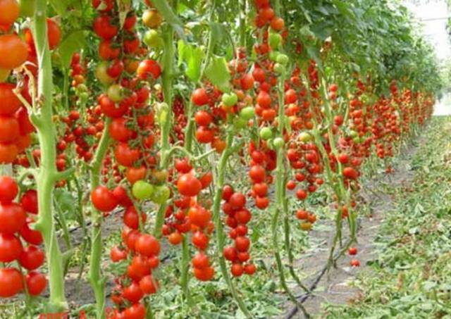 The best determinant varieties of tomatoes for greenhouses