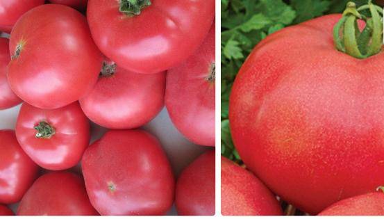 The best determinant varieties of tomatoes for greenhouses