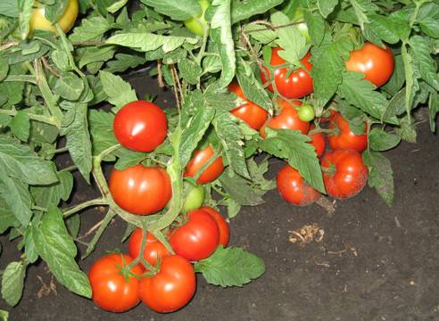 The best determinant varieties of tomatoes for greenhouses