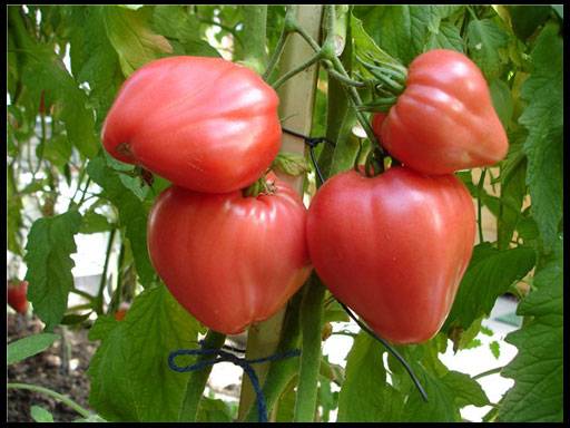 The best determinant varieties of tomatoes for greenhouses