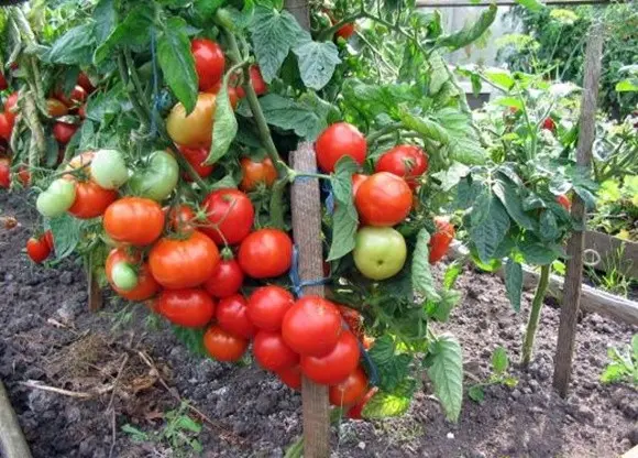 The best determinant varieties of tomatoes for greenhouses