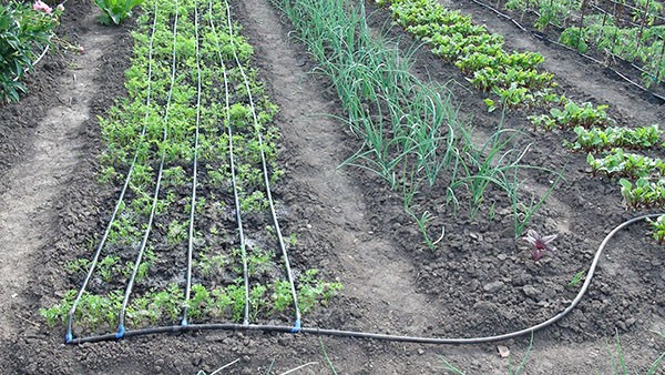 The best do-it-yourself drip irrigation systems, as well as installation instructions
