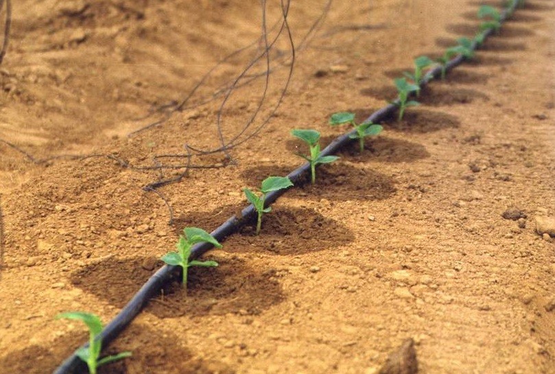 The best do-it-yourself drip irrigation systems, as well as installation instructions