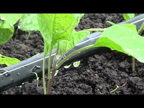 The best do-it-yourself drip irrigation systems, as well as installation instructions