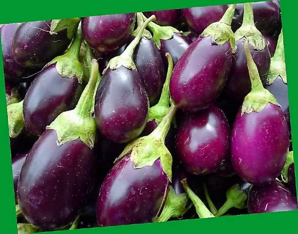 The best early eggplant varieties