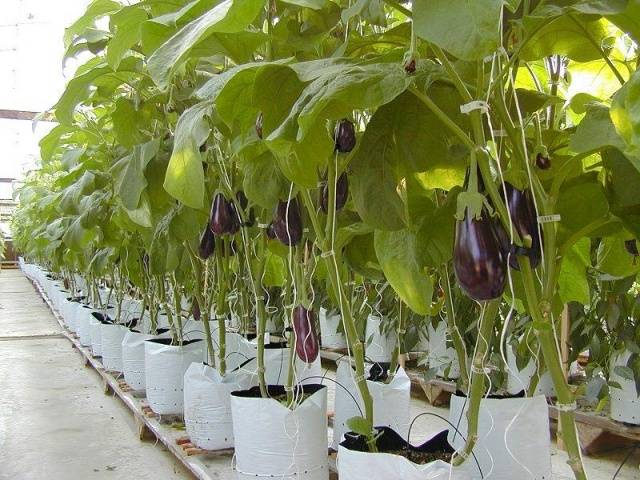 The best early eggplant varieties