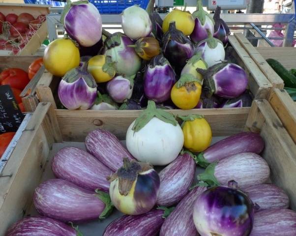 The best early eggplant varieties