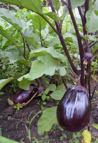 The best early eggplant varieties