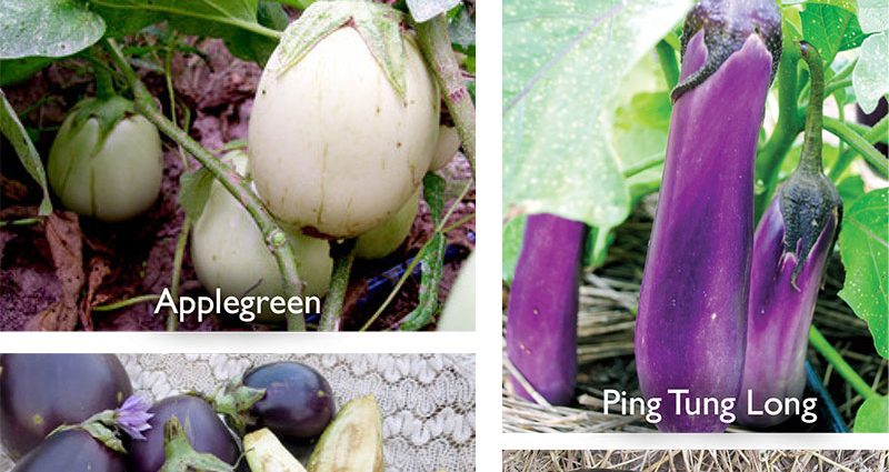 The best early eggplant varieties