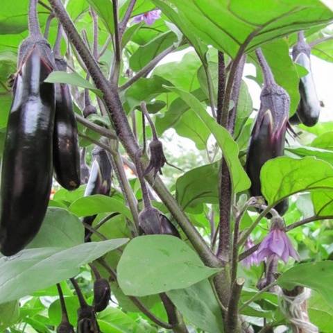 The best early eggplant varieties