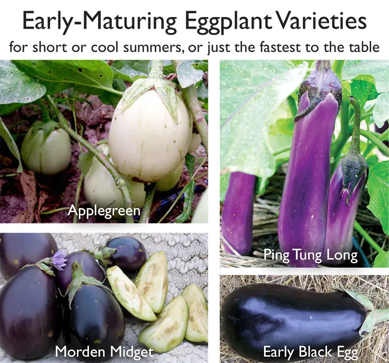 The best early eggplant varieties