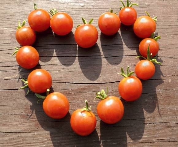 The best early ripening varieties of tomatoes