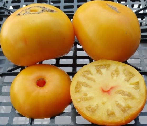 The best early ripening varieties of tomatoes