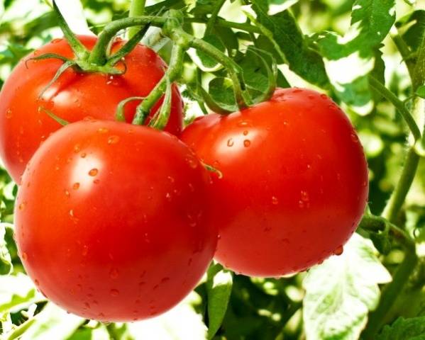 The best early ripening varieties of tomatoes