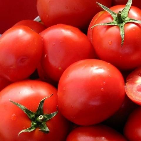 The best early ripening varieties of tomatoes