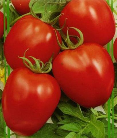 The best early ripening varieties of tomatoes