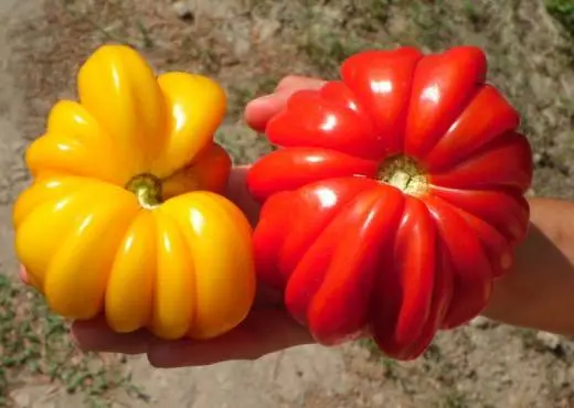 The best early ripening varieties of tomatoes