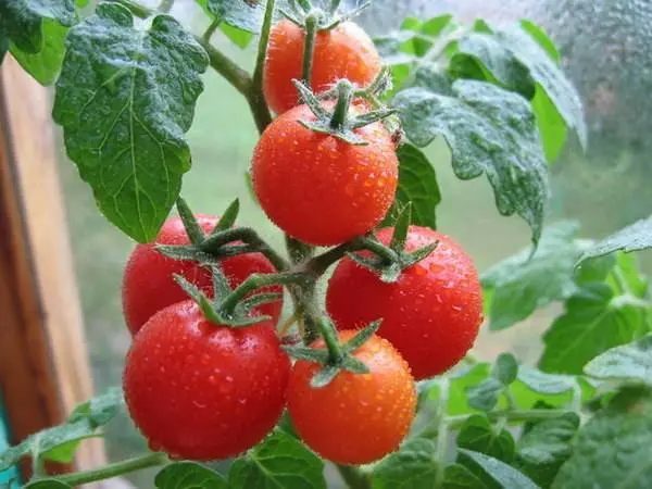 The best early ripening varieties of tomatoes