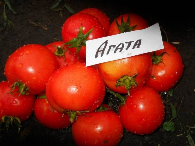 The best early ripening varieties of tomatoes