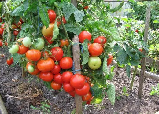 The best early ripening varieties of tomatoes