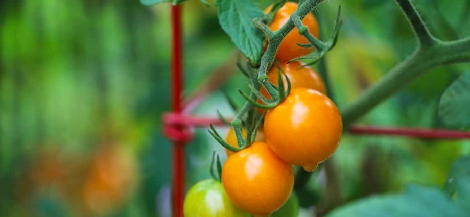 The best early ripening varieties of tomatoes