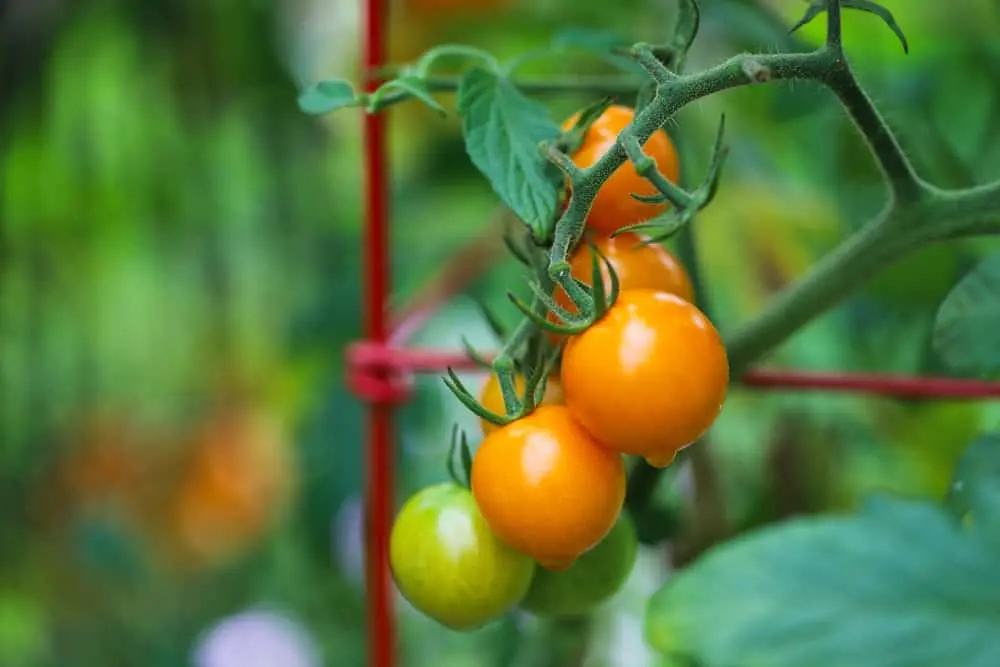 The best early ripening varieties of tomatoes