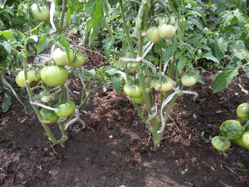 The best early varieties of tomatoes for open ground