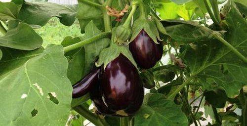 The best eggplant varieties for central Our Country