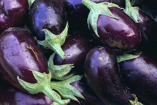 The best eggplant varieties for central Our Country