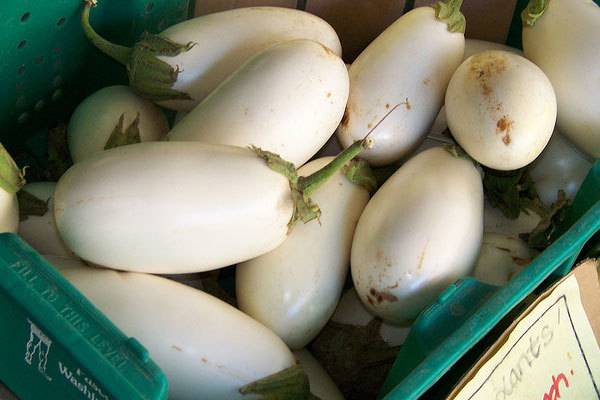 The best eggplant varieties for central Our Country