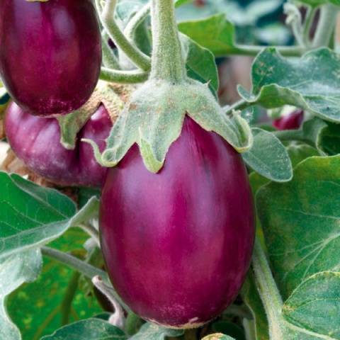 The best eggplant varieties for central Our Country