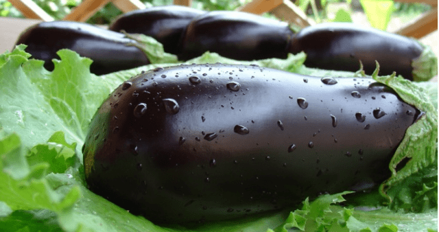 The best eggplant varieties for central Our Country